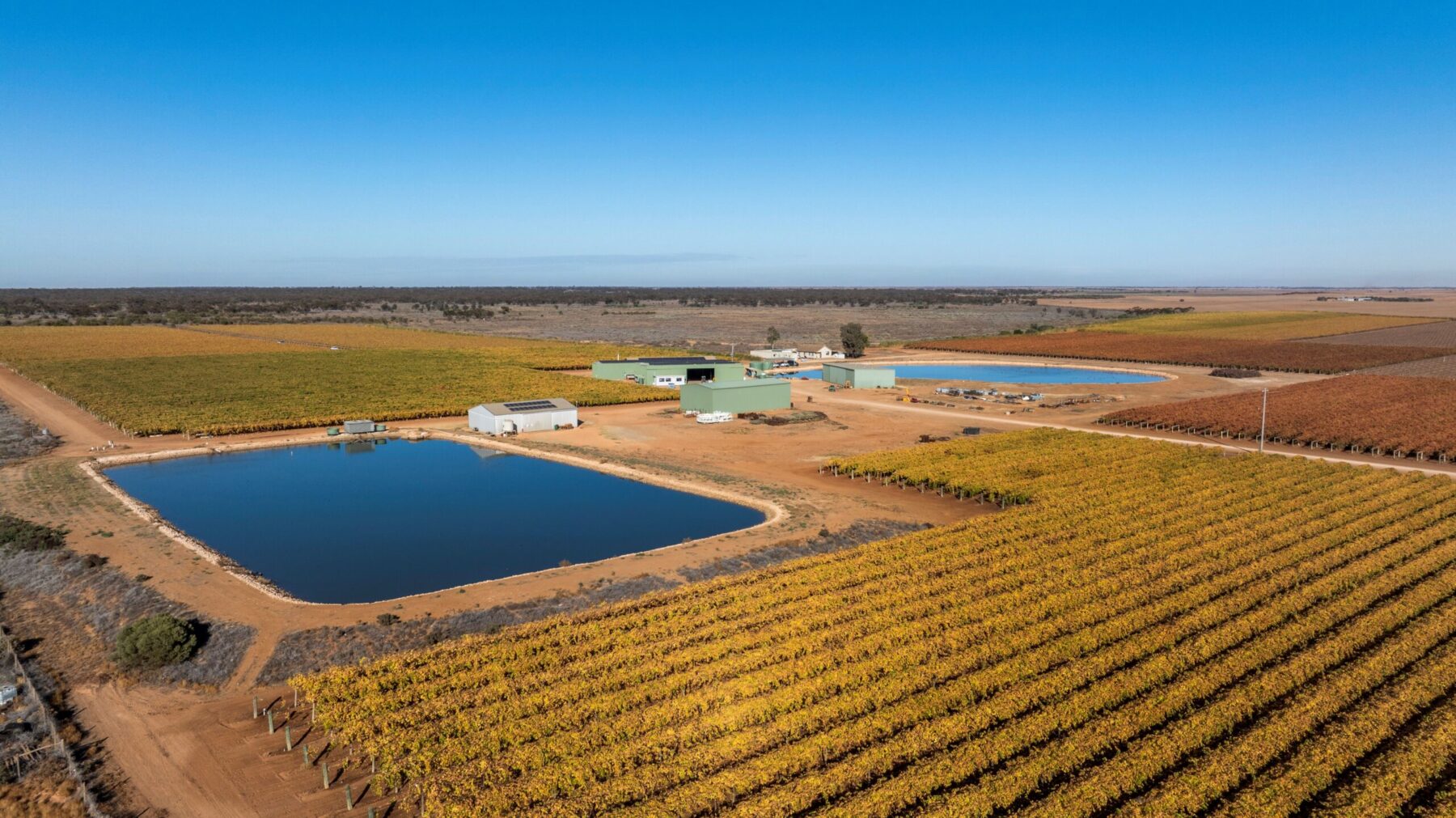 Family-Owned Commercial Table Grape Enterprise Hits the Market
