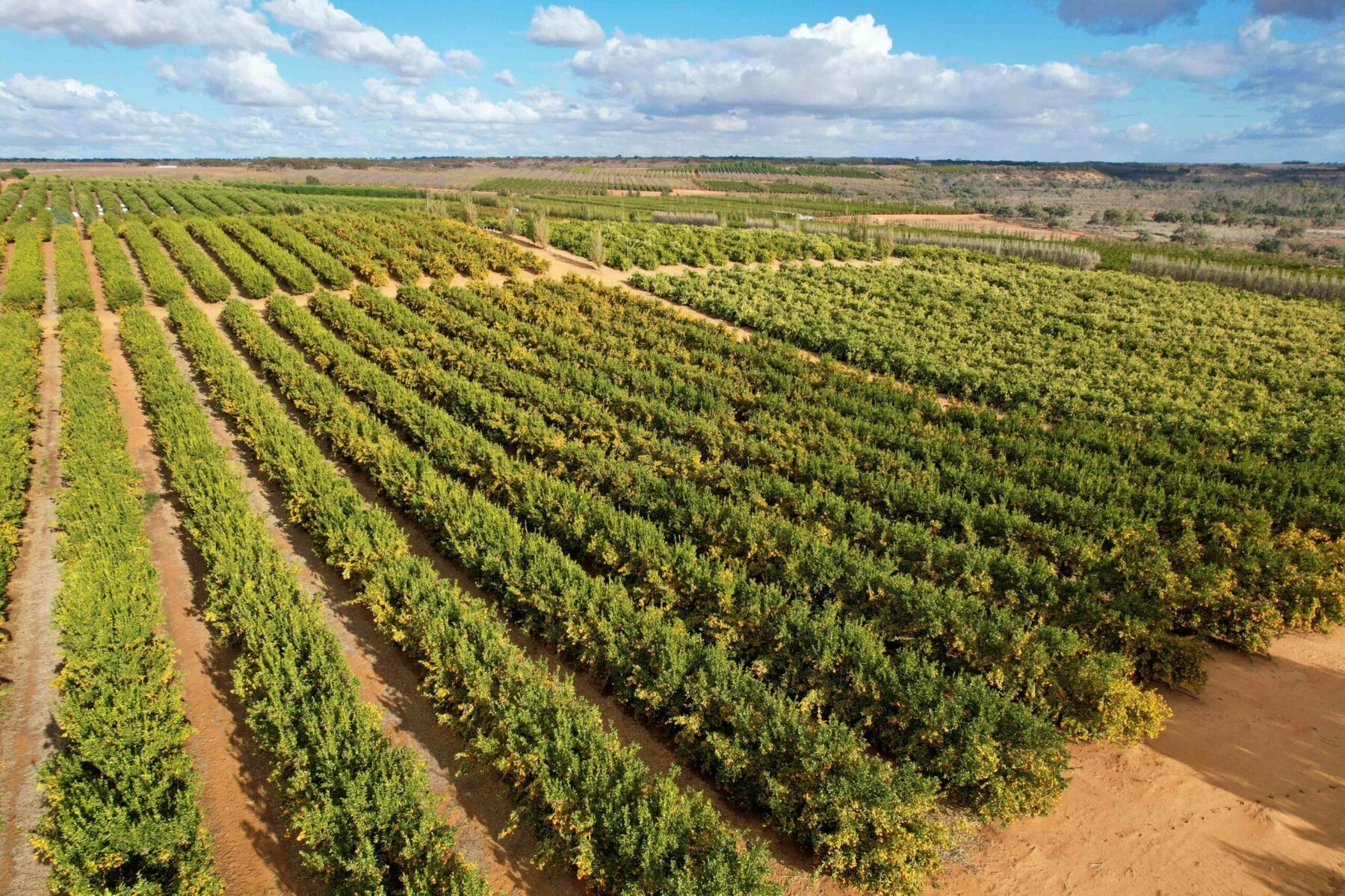 Fruitful Investment: Scalable Citrus Portfolio Spanning Three States up for Grabs | JLL