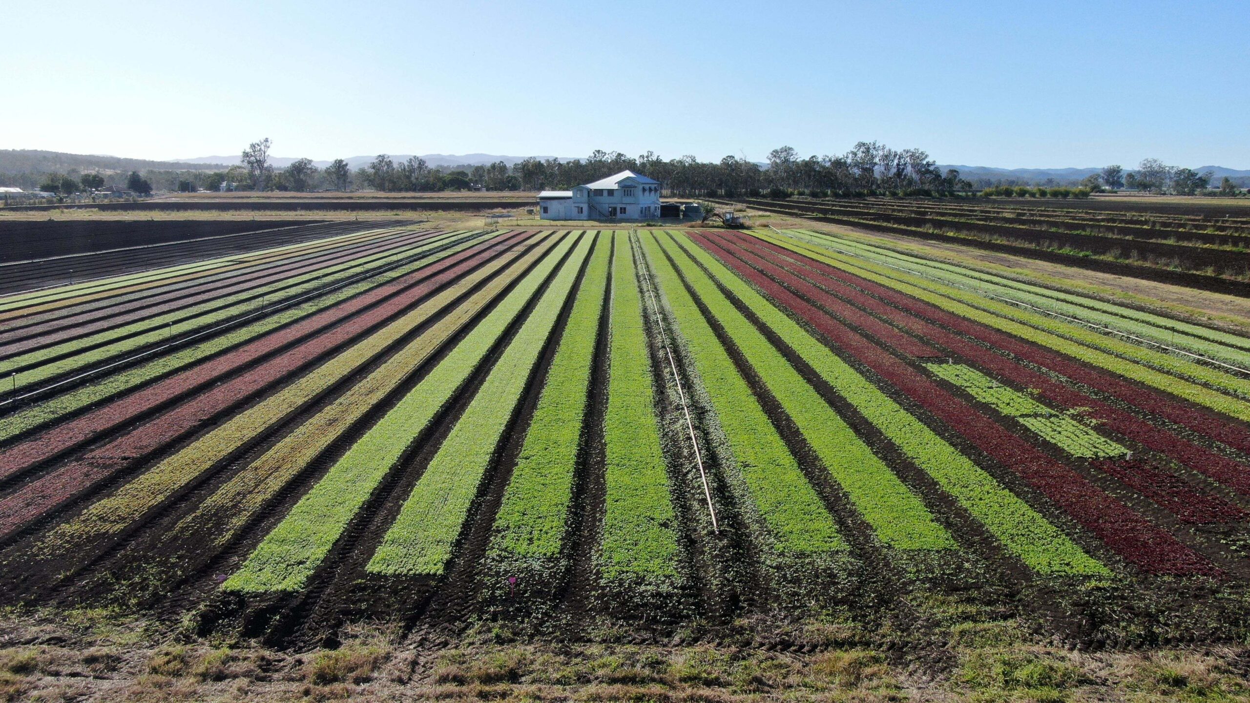 Greens to Garlic: Brisbane Valley Farm up for Grabs 