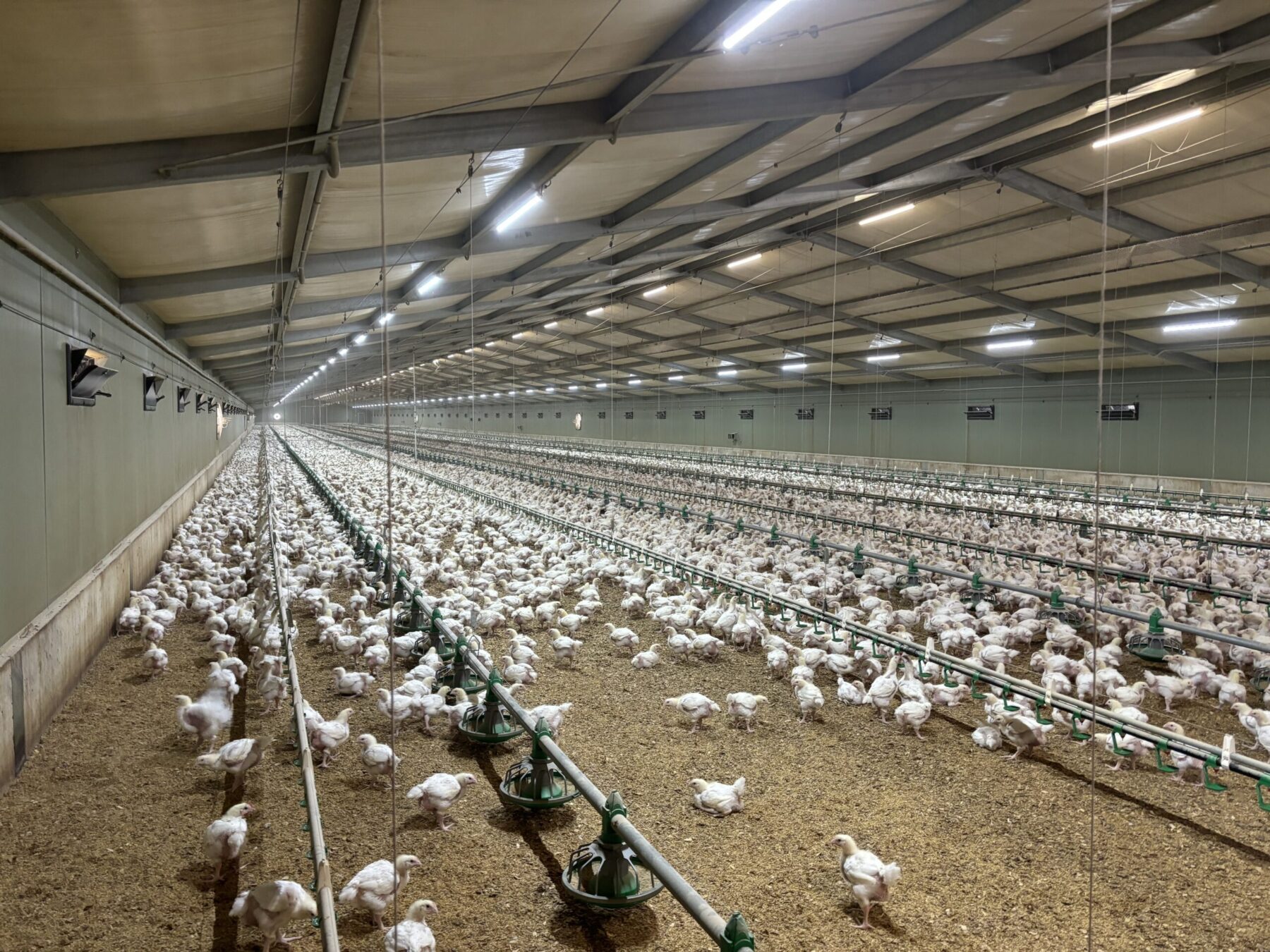 Market Leader Secures Victorian Poultry Operation | JLL