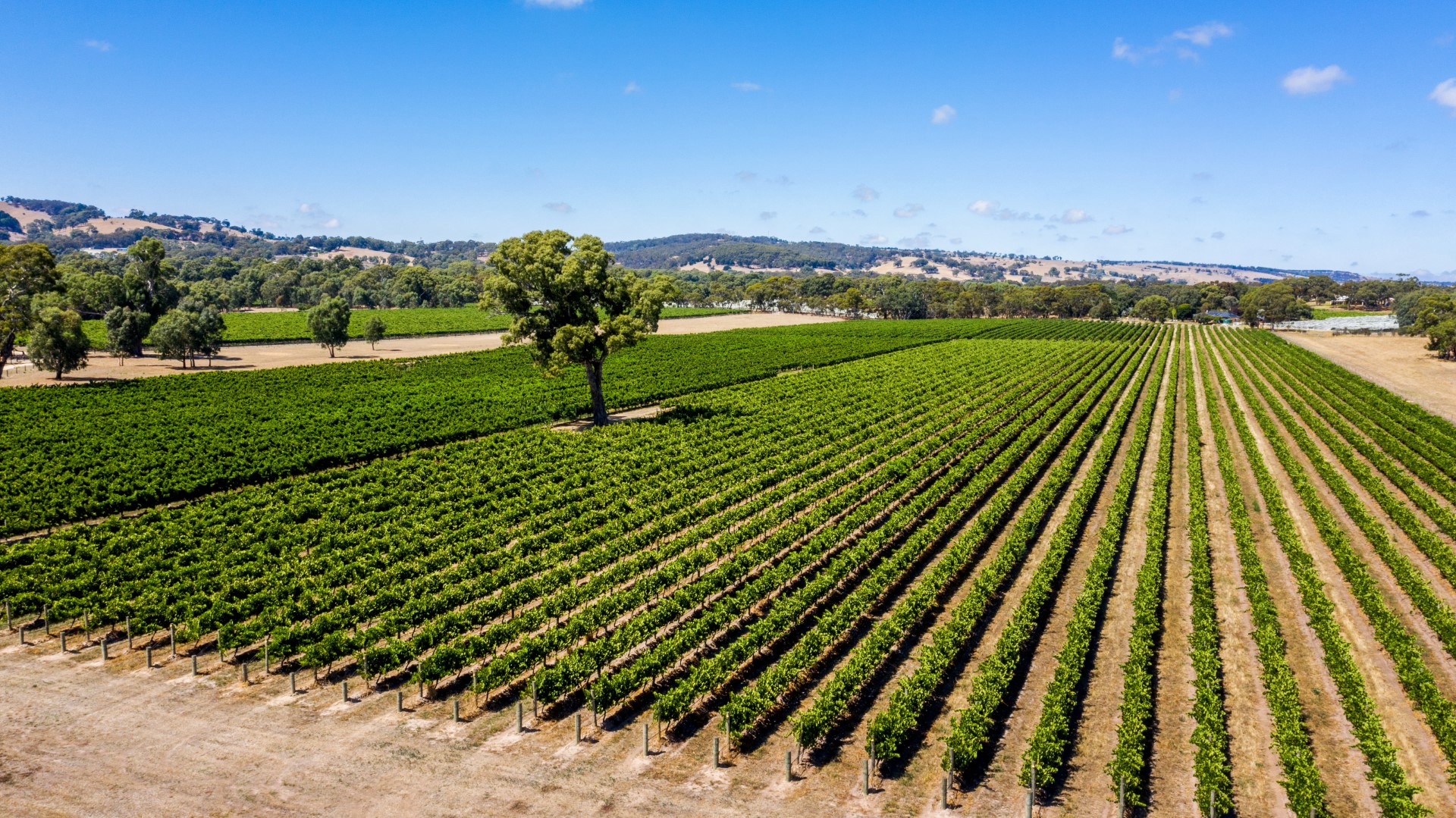 Chester Osborn’s Kangarilla Vineyard Listed for Sale