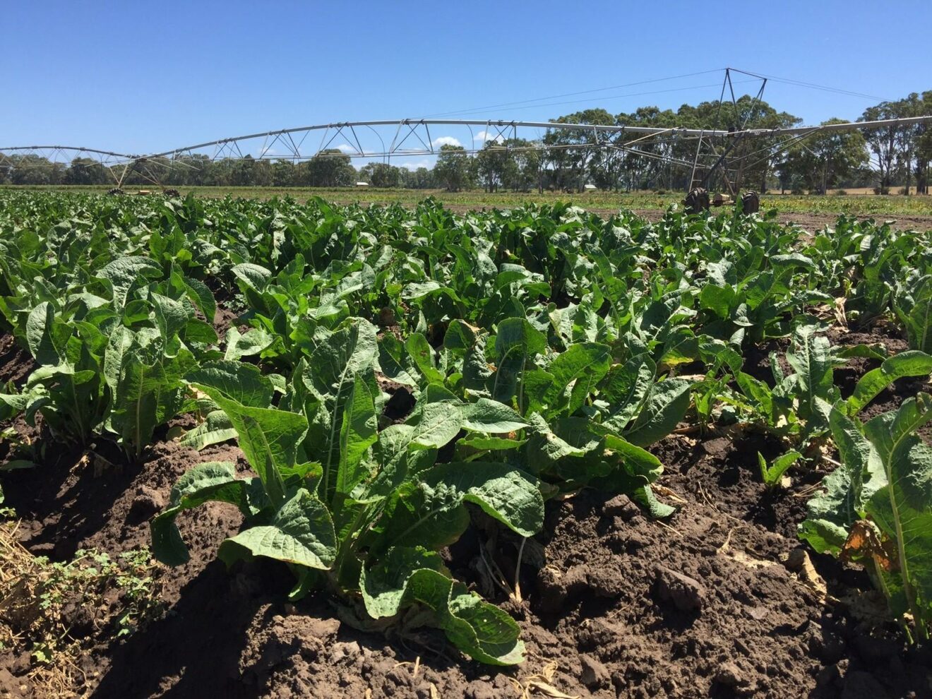 Iconic Langhorne Creek brand and farm hits the market Australian
