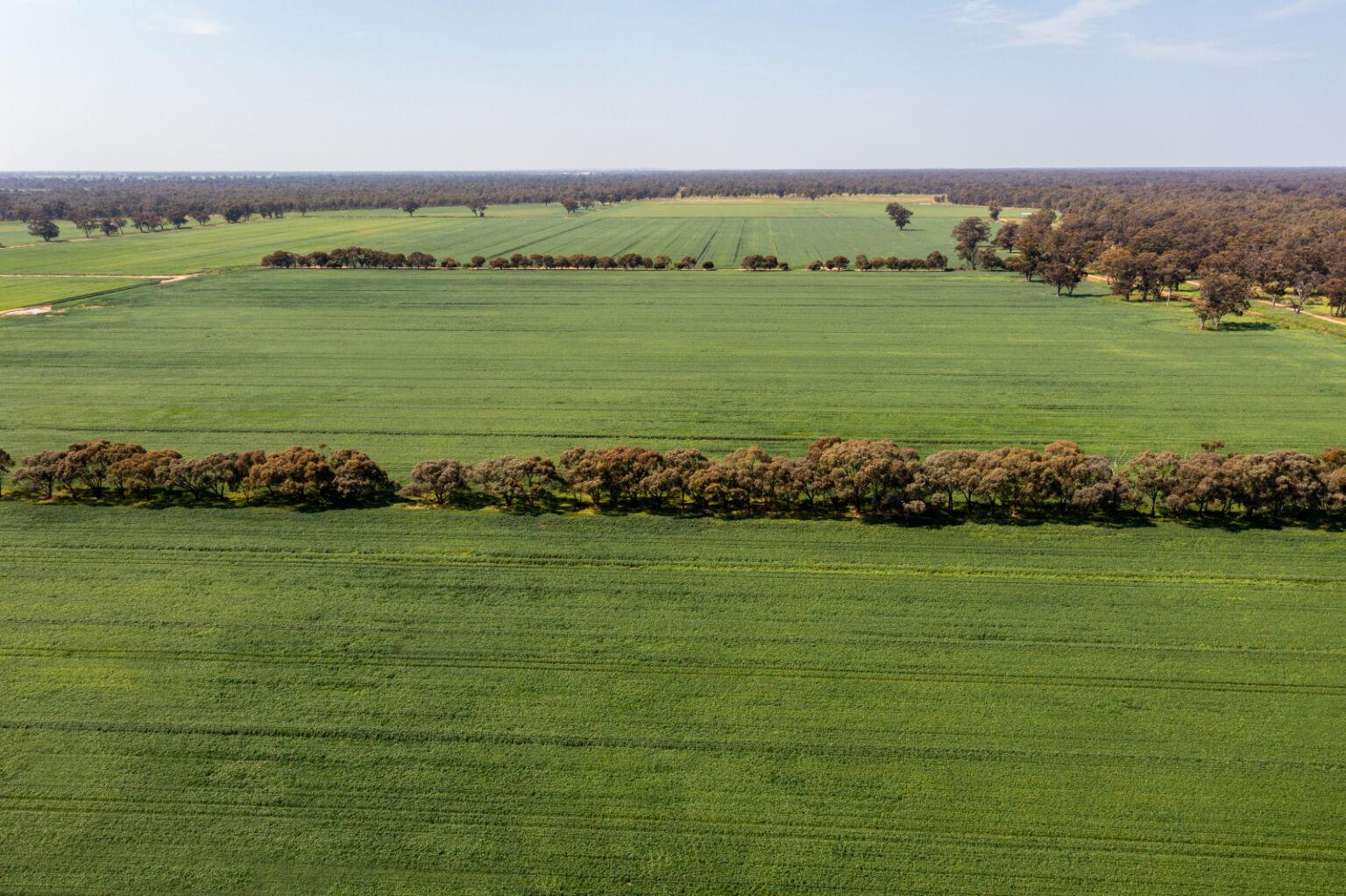 Large Agricultural Portfolio in Southern Riverina Region Hits the Market